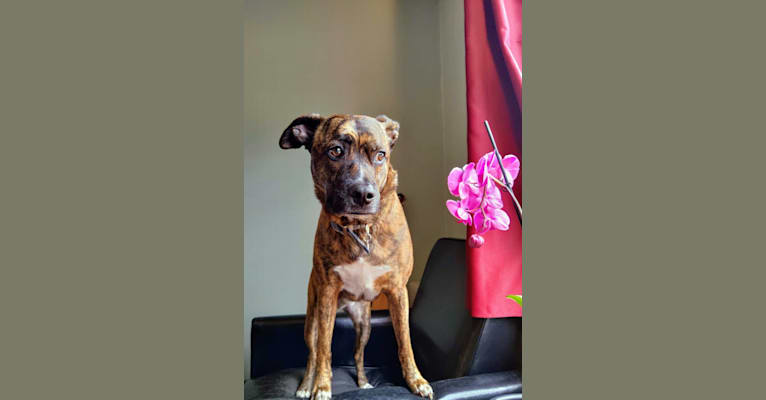 Atlas, an American Pit Bull Terrier (12.2% unresolved) tested with EmbarkVet.com