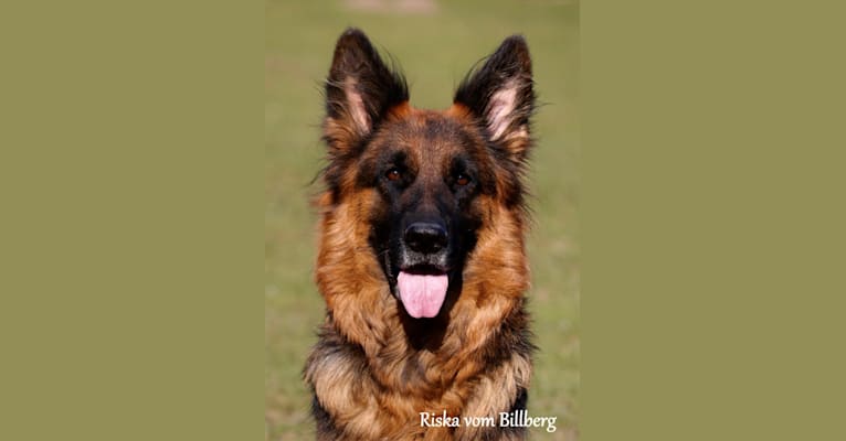 Photo of Riska vom Billberg, a German Shepherd Dog  in Germany