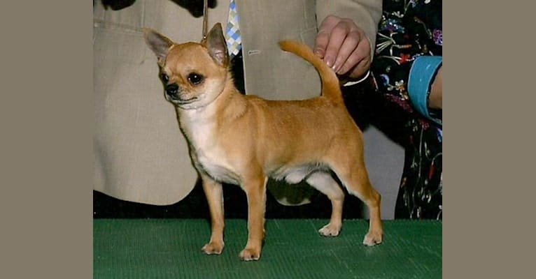 Photo of Charlie, a Chihuahua 