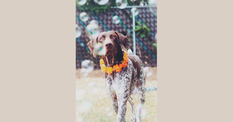 Arnold, a German Shorthaired Pointer tested with EmbarkVet.com
