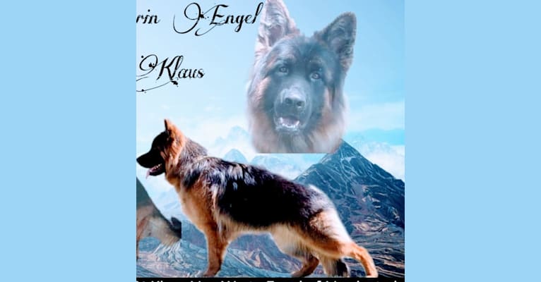 Klaus, a German Shepherd Dog tested with EmbarkVet.com