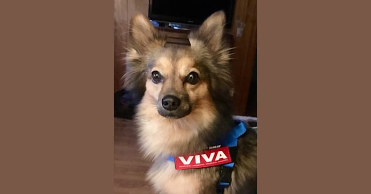Viva, an American Eskimo Dog and Miniature Pinscher mix tested with EmbarkVet.com