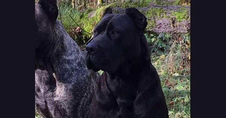 Houfek mastiffs store