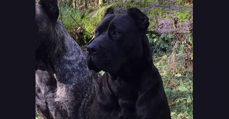 HOUFEK MASTIFFS MIESHA, a Boerboel and Cane Corso mix tested with EmbarkVet.com