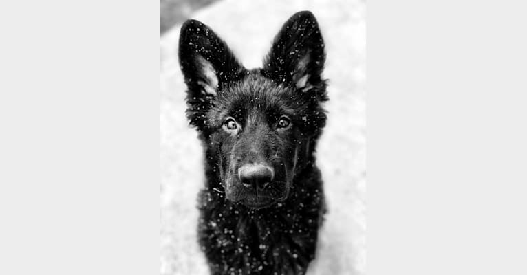 Photo of Valor Vom Hof Grebe, a German Shepherd Dog  in Netphen, Germany