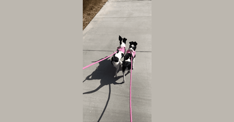 Photo of Morrigan, a Chihuahua, Poodle (Small), Dachshund, and Mixed mix in Palmdale, California, USA
