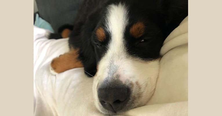 Penny, a Bernese Mountain Dog tested with EmbarkVet.com