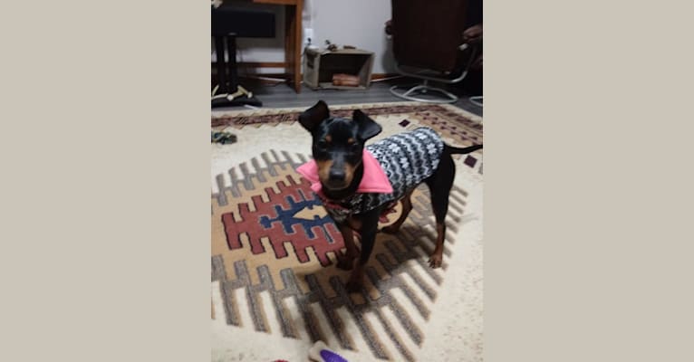 Photo of Scooby Dee, a Miniature Pinscher, Chihuahua, and Mixed mix in Athens, Illinois, USA