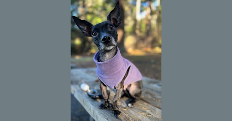 Fay, a Rat Terrier and Chihuahua mix tested with EmbarkVet.com
