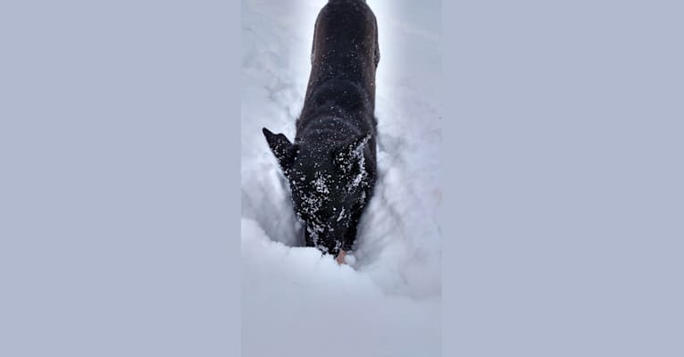 Bluie, a Labrador Retriever and Border Collie mix tested with EmbarkVet.com