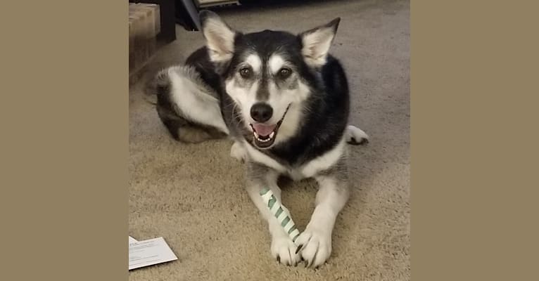 Addy, an Alaskan Malamute and Siberian Husky mix tested with EmbarkVet.com