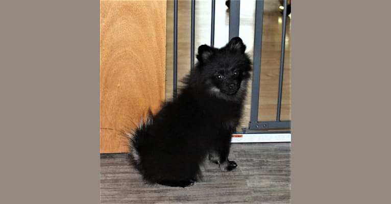 Photo of Pepper, a Pomeranian 