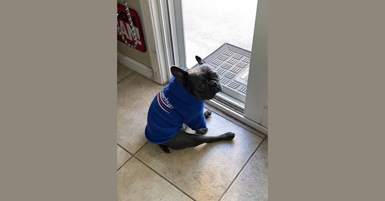 Blu, a French Bulldog tested with EmbarkVet.com