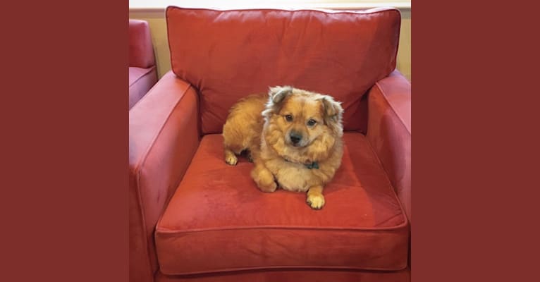 Freddy, a Pomeranian and Chihuahua mix tested with EmbarkVet.com
