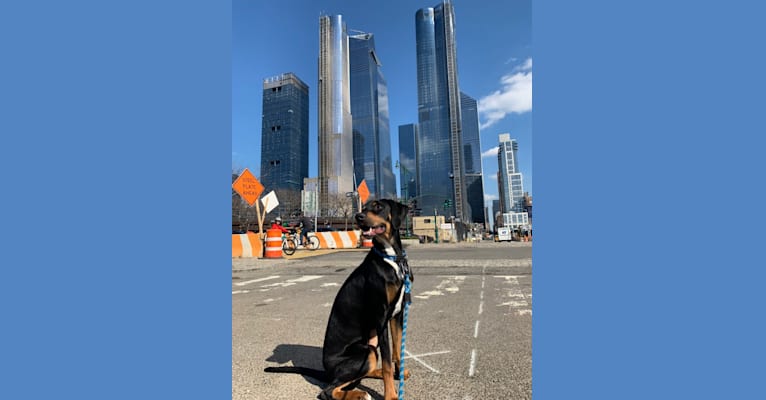 Photo of Andy, a Treeing Walker Coonhound, Redbone Coonhound, Norwegian Elkhound, and American Pit Bull Terrier mix in New York, New York, USA