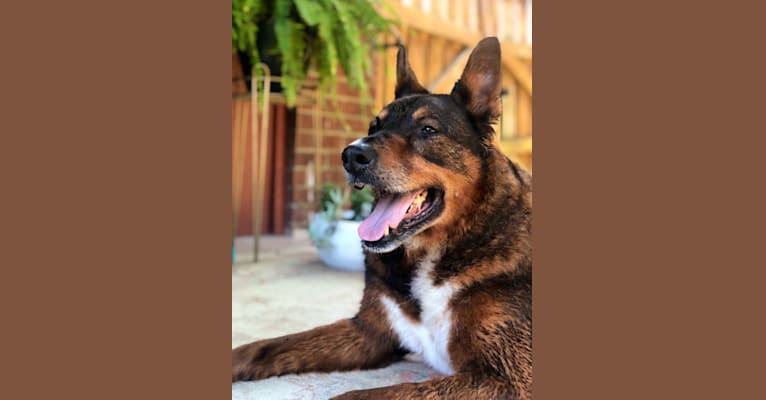 Photo of Duke, a Rottweiler and German Shepherd Dog mix in Chicago, Illinois, USA