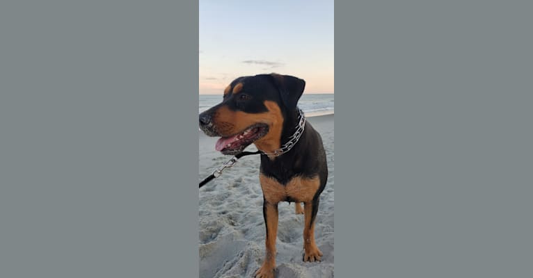 Bruno, a Labrador Retriever and American Pit Bull Terrier mix tested with EmbarkVet.com