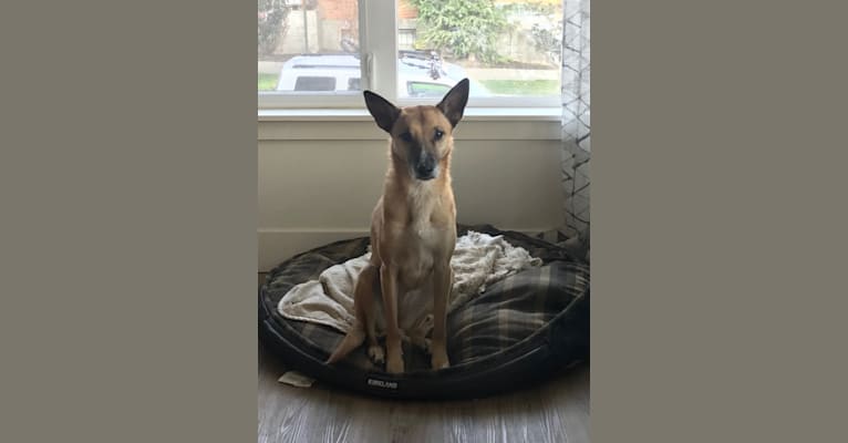 Callie, a German Shepherd Dog and Chow Chow mix tested with EmbarkVet.com