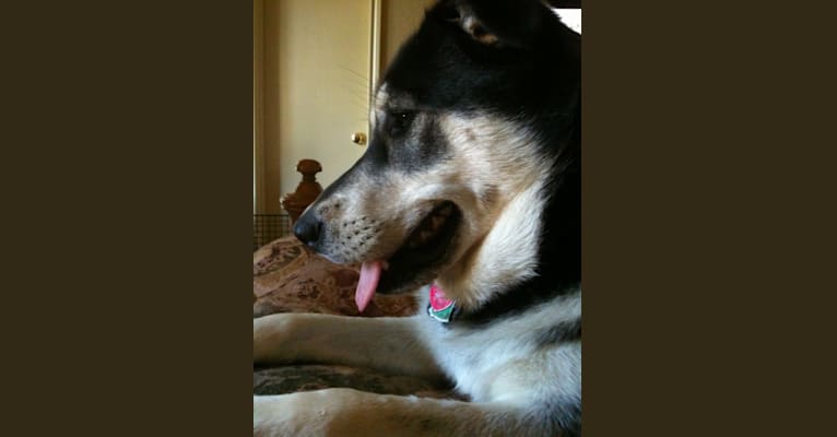 Bella, a Labrador Retriever and Siberian Husky mix tested with EmbarkVet.com