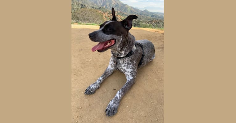 Cinder, a Staffordshire Terrier and Australian Cattle Dog mix tested with EmbarkVet.com