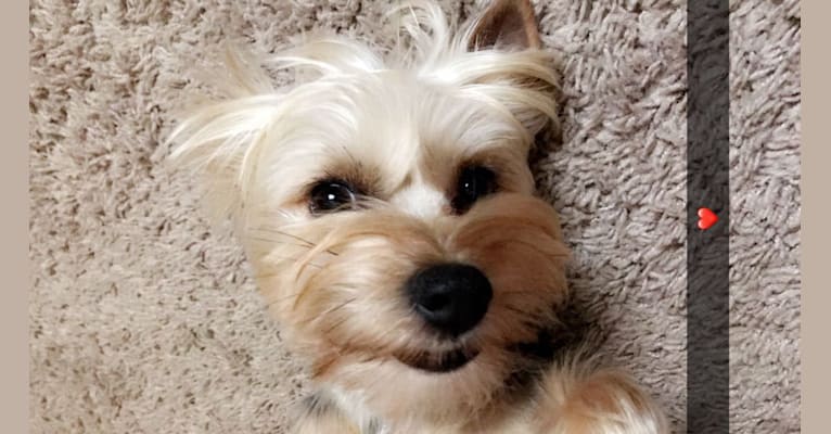 Havanese yorkie 2025