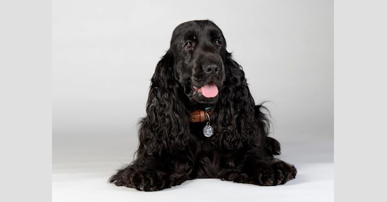 Athina’s Product Regal Knight, an English Cocker Spaniel tested with EmbarkVet.com