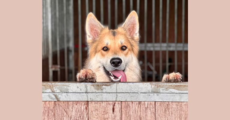 TiAmo, a White Shepherd and German Shepherd Dog mix tested with EmbarkVet.com