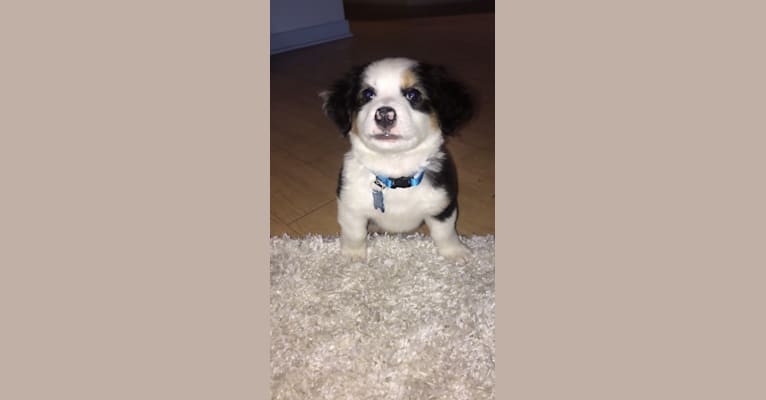 Bentley, a Chihuahua and Australian Cattle Dog mix tested with EmbarkVet.com