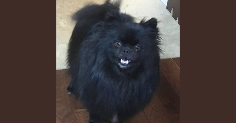 Marlin, a Pomeranian tested with EmbarkVet.com