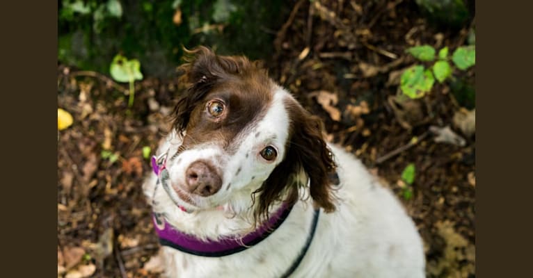 Photo of Charlotte, a Brittany  in California, USA