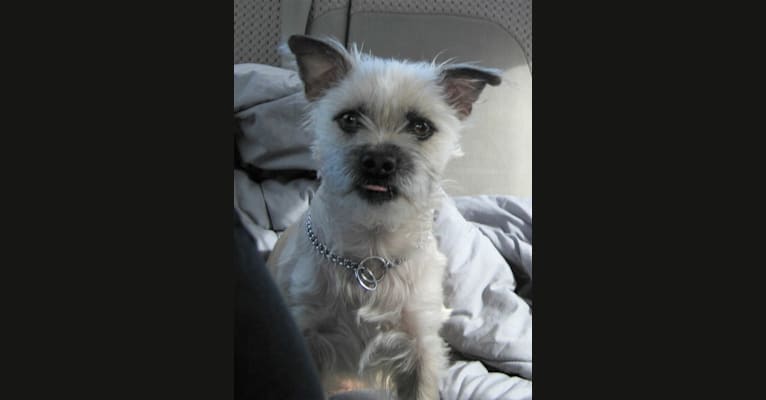 Jack Heisenberg, a Maltese and Chihuahua mix tested with EmbarkVet.com