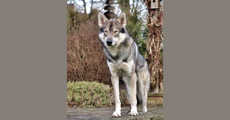 Koda, an Alaskan-type Husky and German Shepherd Dog mix tested with EmbarkVet.com