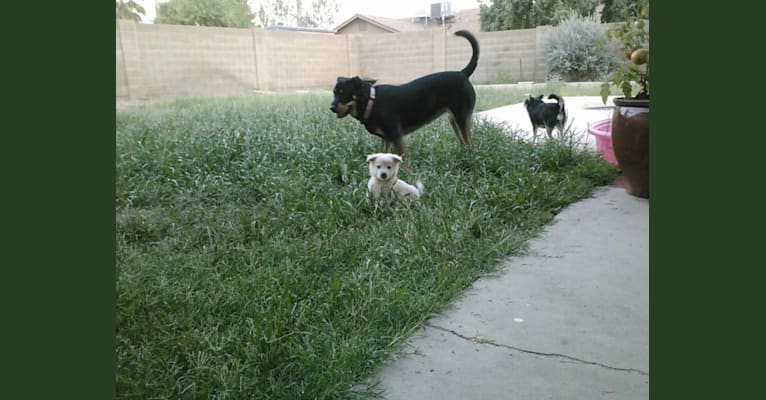 Photo of Daisy, a Chow Chow, American Pit Bull Terrier, German Shepherd Dog, American Bulldog, and Mixed mix in Phoenix, Arizona, USA