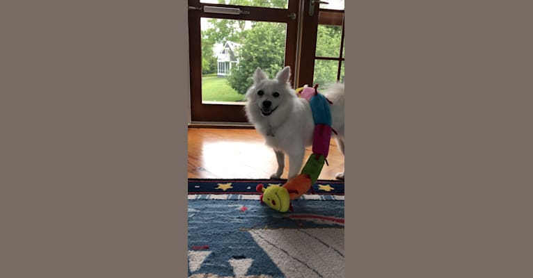 Schlott, an American Eskimo Dog tested with EmbarkVet.com
