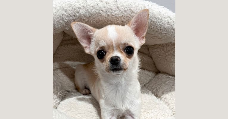 Mocha, a Chihuahua tested with EmbarkVet.com