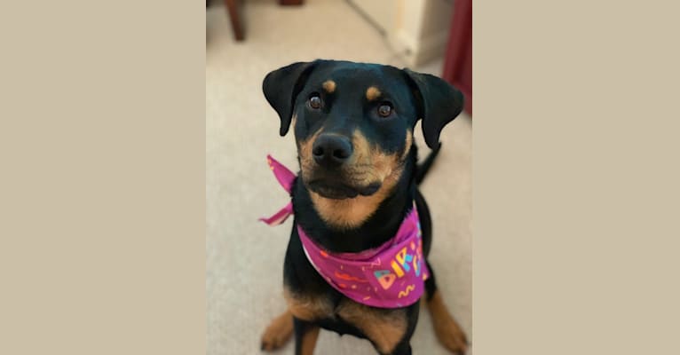 Photo of Lucy, a Rottweiler, Labrador Retriever, and American Staffordshire Terrier mix in Kinston, North Carolina, USA