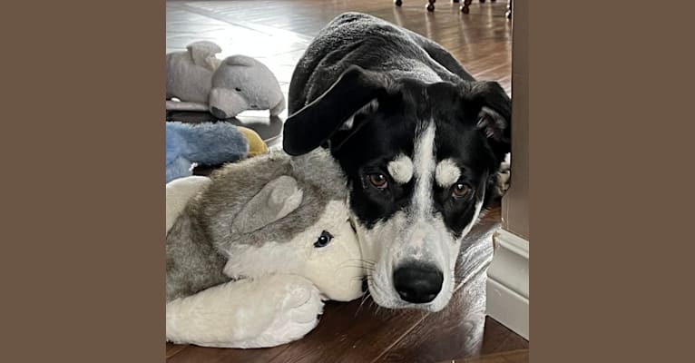 Hotch, a German Shepherd Dog and Australian Cattle Dog mix tested with EmbarkVet.com