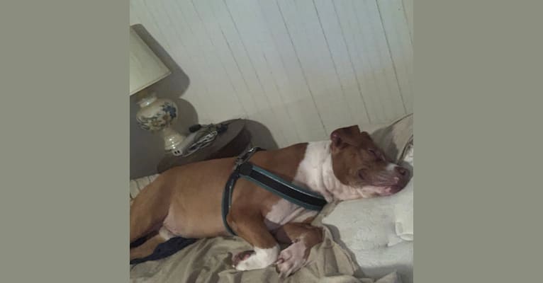 Buddy, an American Pit Bull Terrier and American Bulldog mix tested with EmbarkVet.com