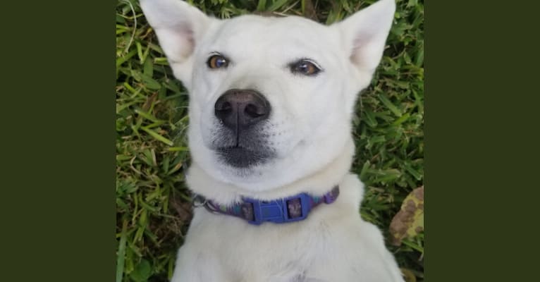 Midget, a Miniature Schnauzer and Chow Chow mix tested with EmbarkVet.com