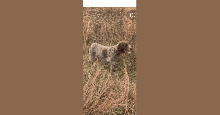 Rayne, a Wirehaired Pointing Griffon tested with EmbarkVet.com