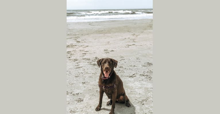 Jessie, a Labrador Retriever and German Shepherd Dog mix tested with EmbarkVet.com