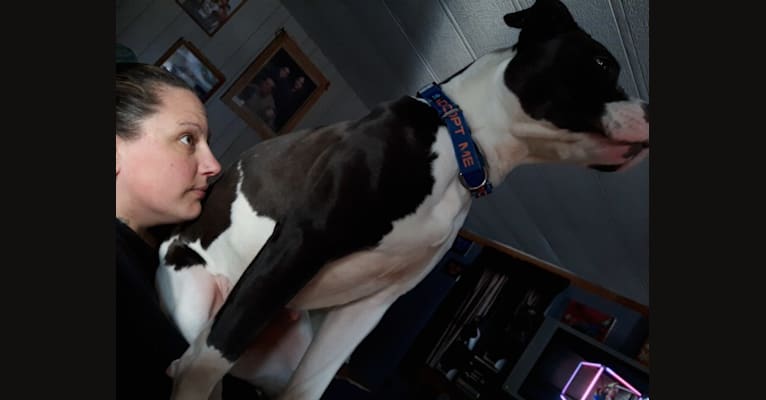 Betsy, an American Bulldog tested with EmbarkVet.com