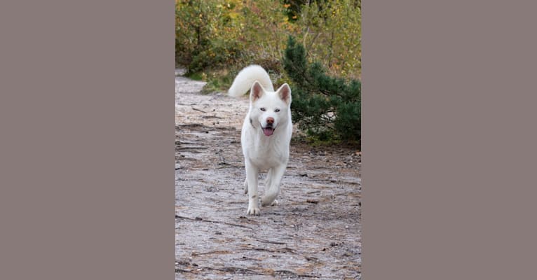 Ghost, a Siberian Husky and Akita mix tested with EmbarkVet.com