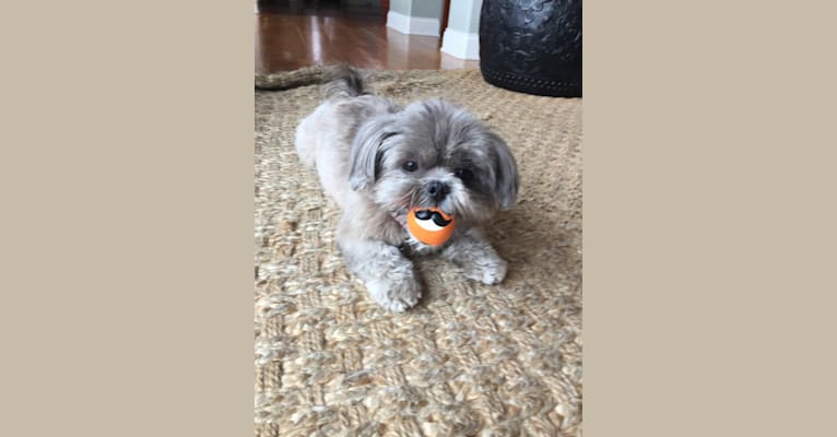 Photo of Lulu, a Shih Tzu and Yorkshire Terrier mix in El Monte, California, USA