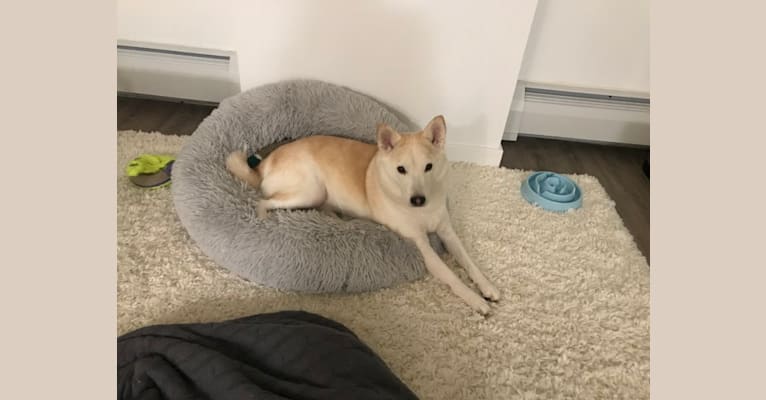 Photo of Rio, a Shiba Inu and Siberian Husky mix in New Haven, Connecticut, USA