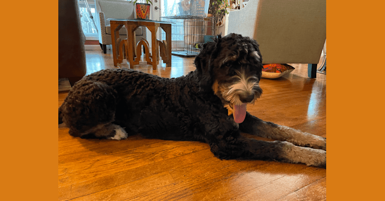 Photo of OSO, a Bernedoodle 