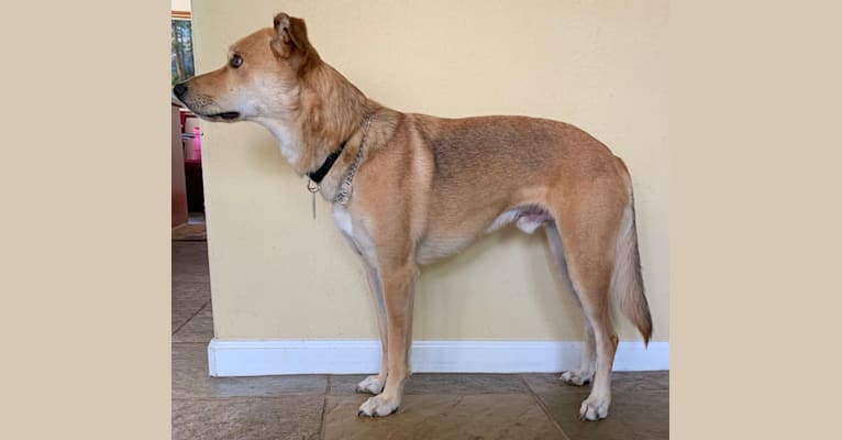 Photo of MAX, a Border Collie, American Pit Bull Terrier, Australian Kelpie, Australian Shepherd, German Shepherd Dog, and Mixed mix in Hayward, California, USA