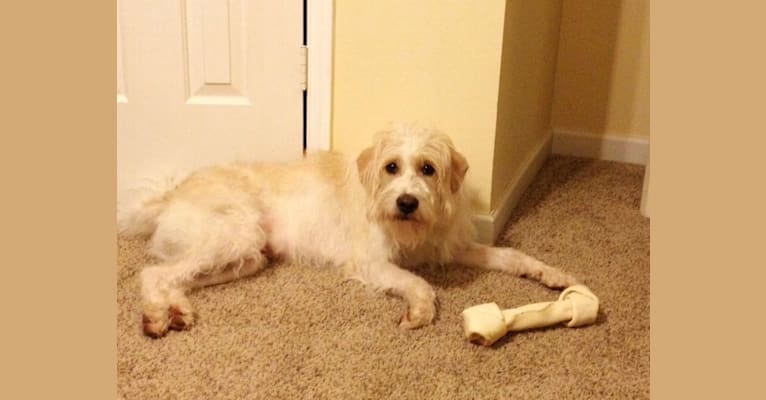 Cam, a Miniature Schnauzer and Cocker Spaniel mix tested with EmbarkVet.com