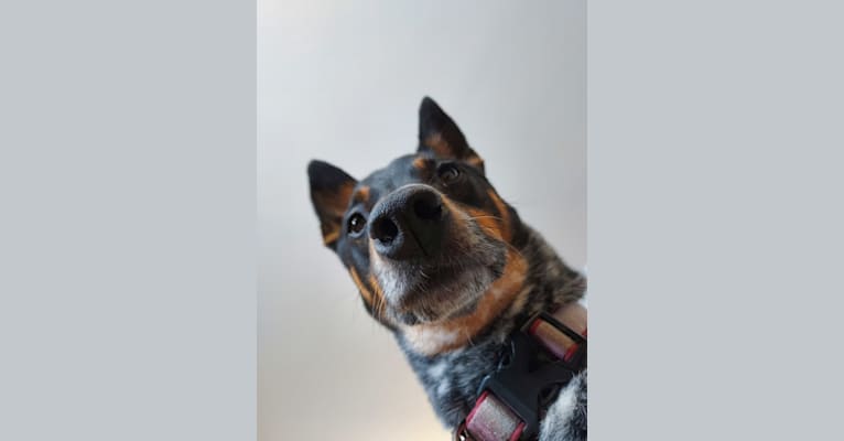 Whoppers, an Australian Cattle Dog tested with EmbarkVet.com