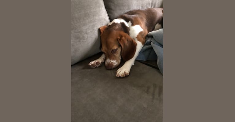 Becky, a Beagle tested with EmbarkVet.com